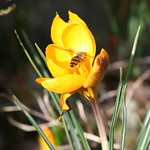 hoverfly on crocus