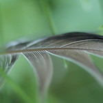 Dewy Feather