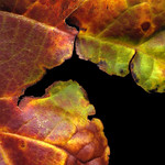 sycamore leaf profile