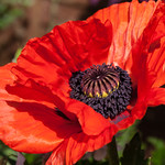 poppy time