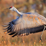 Fall Sandhill Crane!
