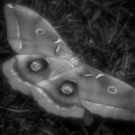 Male Polyphemus Moth = Creepy!