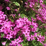 Au jardin, oxalis articulata, Bosdarros, B&eacute;arn, Pyr&eacute;n&eacute;es Atlantiques, Aquitaine, France.