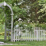 White Fence, Pink Roses