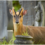 Muntjac