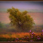 Wild willow in misty field