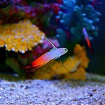 Fire Goby