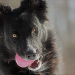 Did Someone Say Fetch?