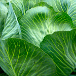 Cabbage