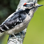 Downy Woodpecker