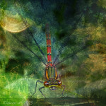 The damselfly encounter