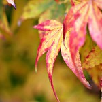 Autumn floats like sun's epitaph.