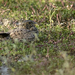 &Ntilde;acunda Nacunda Nighthawk