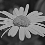 Daisy in B/W