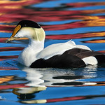 Common Eider ( drake)