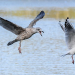 Lesser black-backed gull chasing blackheaded gull-0794