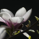 Schlo&szlig;park Destedt &bull; Magnolie &bull; D8007379