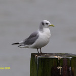 Kittiwake, Black-legged Kittiwake, Rissa tridactyla, adult, winter plumage,