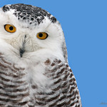 Harfang des neiges / Snowy Owl