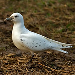 Ivory Gull