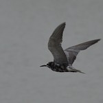 Black Tern