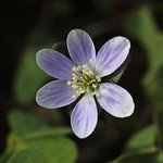 Hepatica