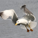 Lesser Black-backed Gull action