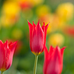 Happy Easter - Frohe Ostern !!