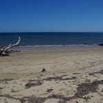Erosion of Banksia integrifolia woodland, Somers Beach, Mornington Peninsula, VIC, 07/02/13