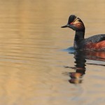 Black-necked Grebe Full reflections 17pg8375