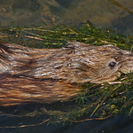 Common Muskrat (Ondatra zibethicus)