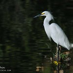 Lone Egret