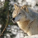Closeup Portrait Of A Timber Wolf