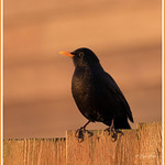 Mr Blackbird