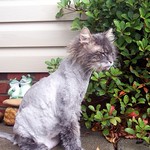 "Mom, the froggies are laughing at me!"