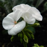 Great opportunities to help others seldom come, but small ones surround us every day.