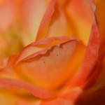 January rose from my garden