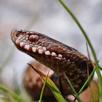 common adder baby