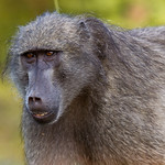 Chacma Baboon (Papio ursinus)