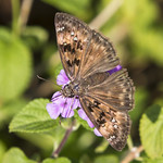 Horace's Duskywing Skipper 2
