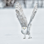 Snowy Owl (Bubo scandiacus)