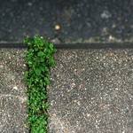 Green Interlude 185-365 #4