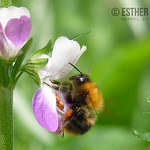 Hommel op bloem / Bumblebee on a flower