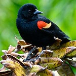 Male Red-Winged Blackbird