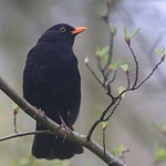 Blackbird, early morning
