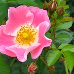 Single Rose 2 June 2013 4721b 125