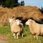 Perendale Sheep