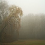 Willow Fog