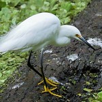 Snowy Egret (Egretta thula)