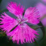 Beautiful Pink Flower